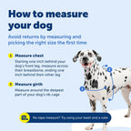 PetSafe large dog harness worn on retriever
