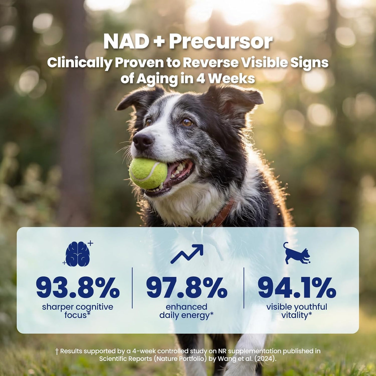 Boops Pets nicotinamide riboside dog supplement for energy and cognitive function.