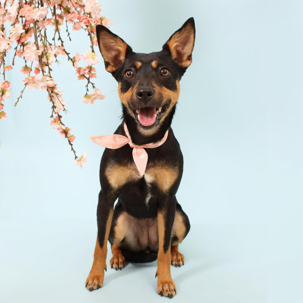 Pre-tied dog necktie in pink and white pattern showing tail length options.