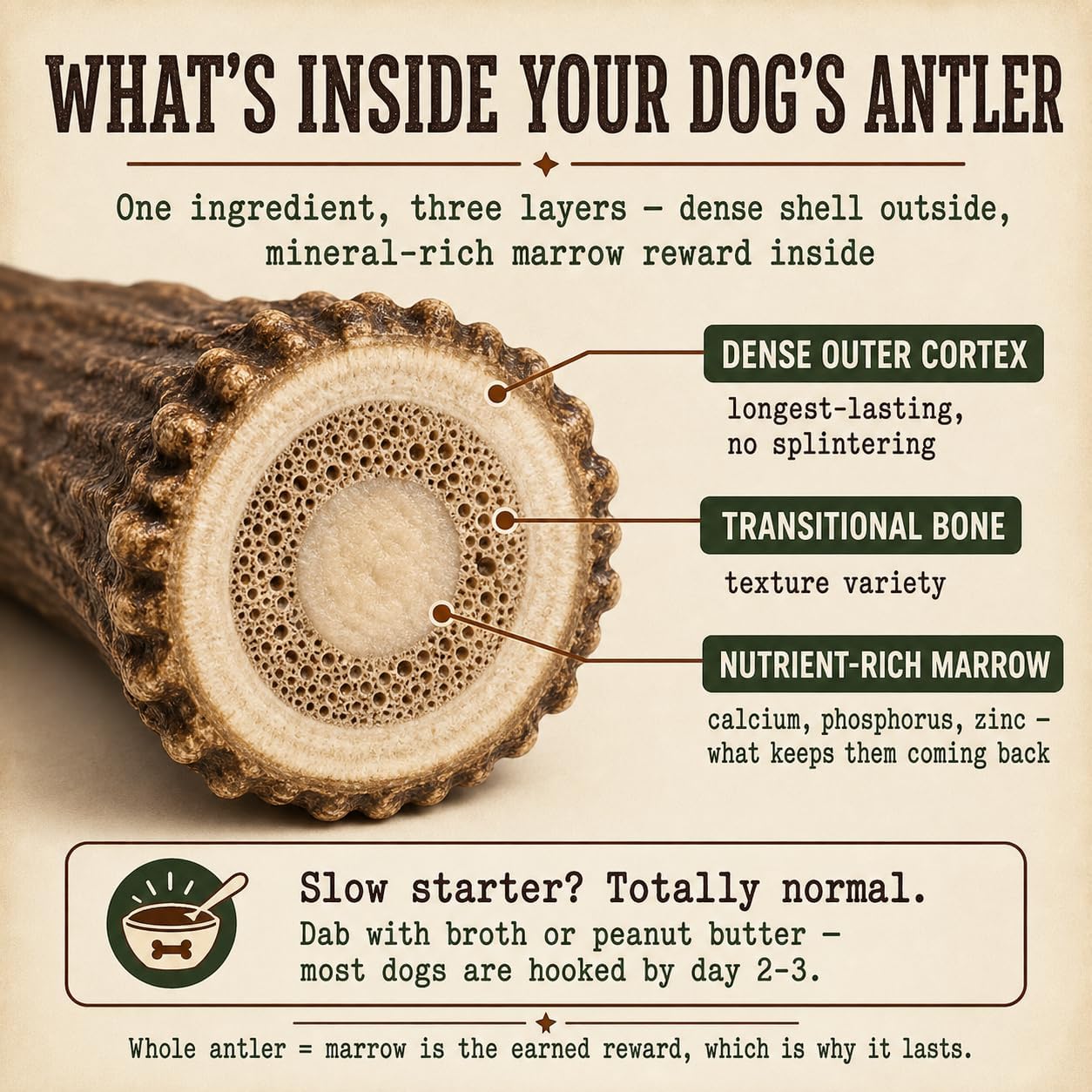 Natural calcium rich deer antler chew for canine dental hygiene