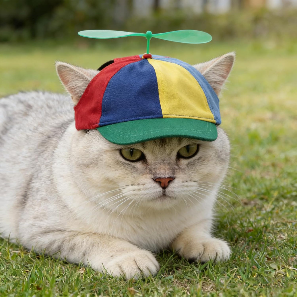 Niceyst rainbow helicopter hat for pets on model