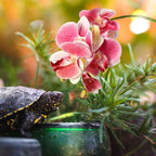 Chuangdi artificial phalaenopsis orchid suction cup attachment detail