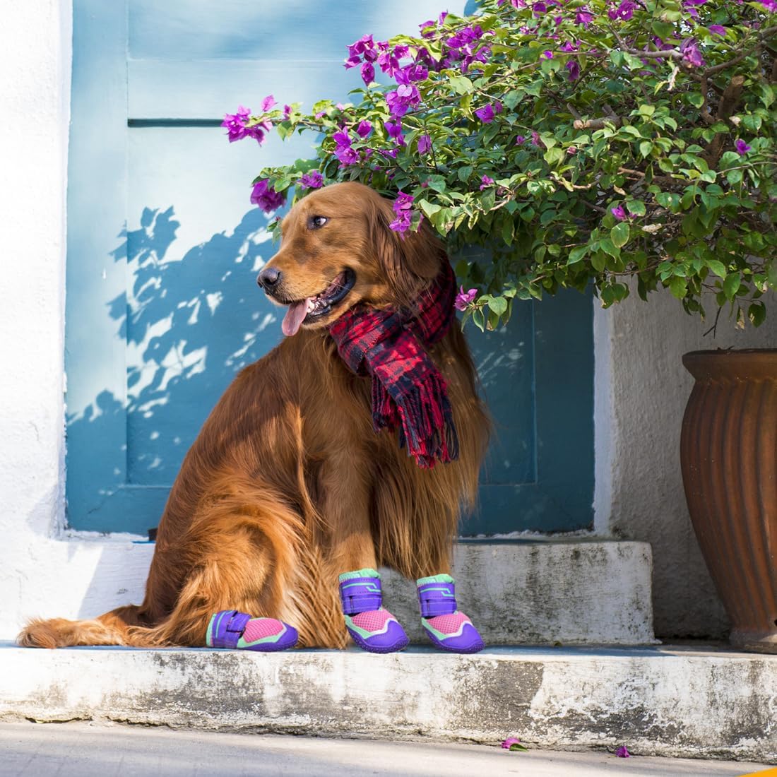 TEWIWAP dog boots showing wide opening for easy application