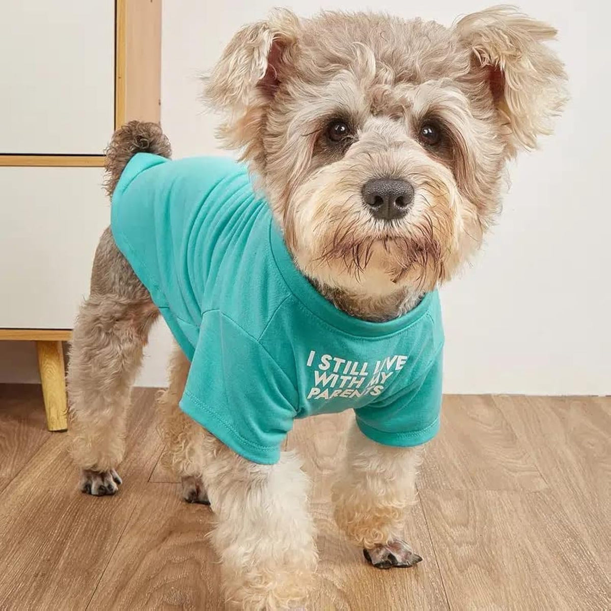 HipGirl funny pet shirt for small dogs