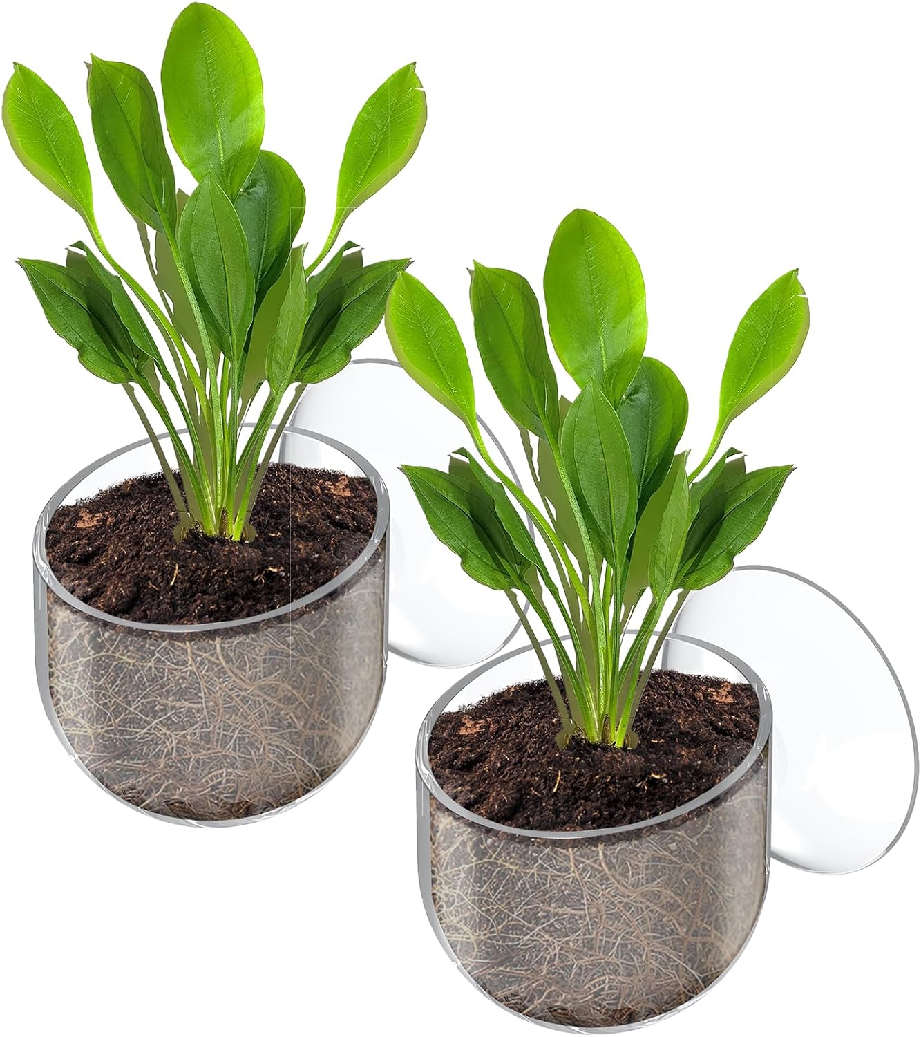 Pawfly 2 Pack Aquarium Plant Holder front view attached to fish tank glass with live green moss.