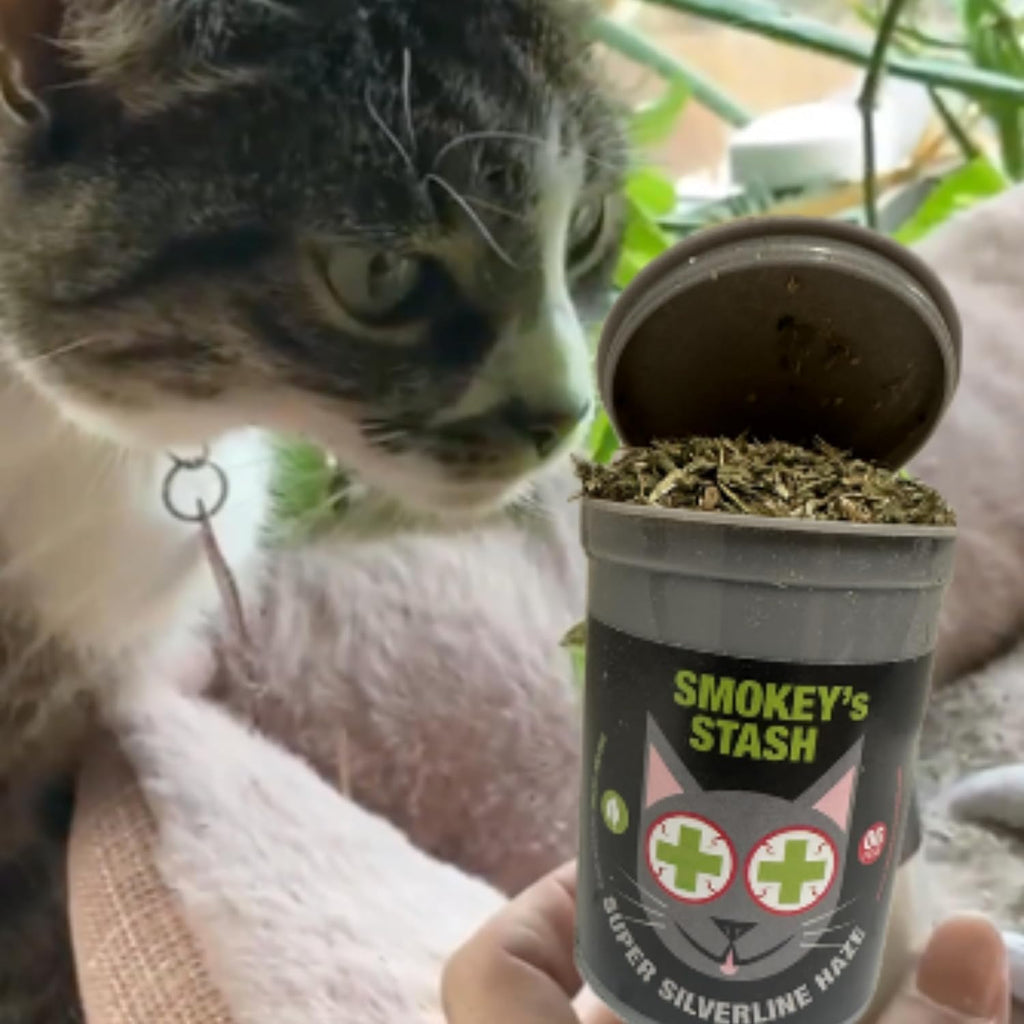 Black pop-top container of cat stimulant product with label details