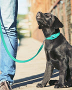 Erbine premium nylon dog walking lead showing three fourth inch width thickness