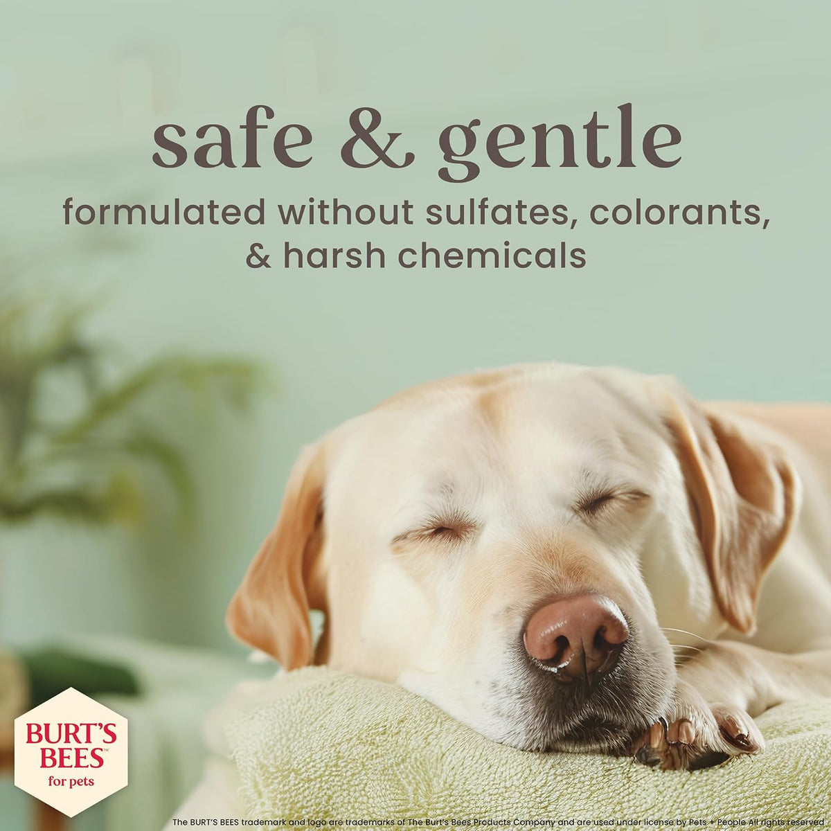 Burt's Bees for pets spray application on dog coat