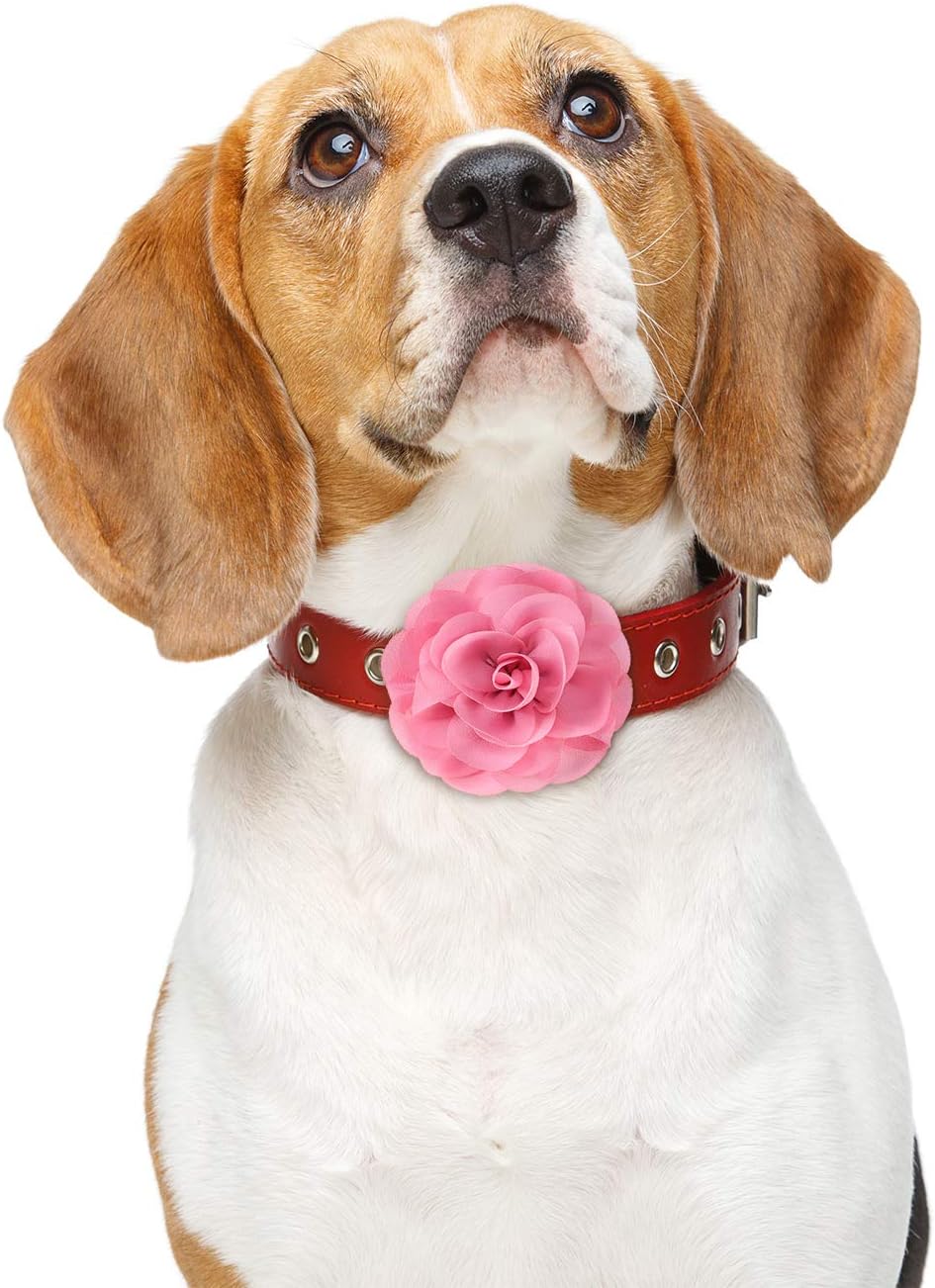 Four pack of premium WILLBOND imported pet grooming decorative flowers.