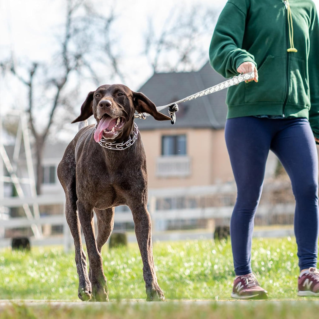 Quick-release alloy metal buckle on the JIPIMON no pull training collar.