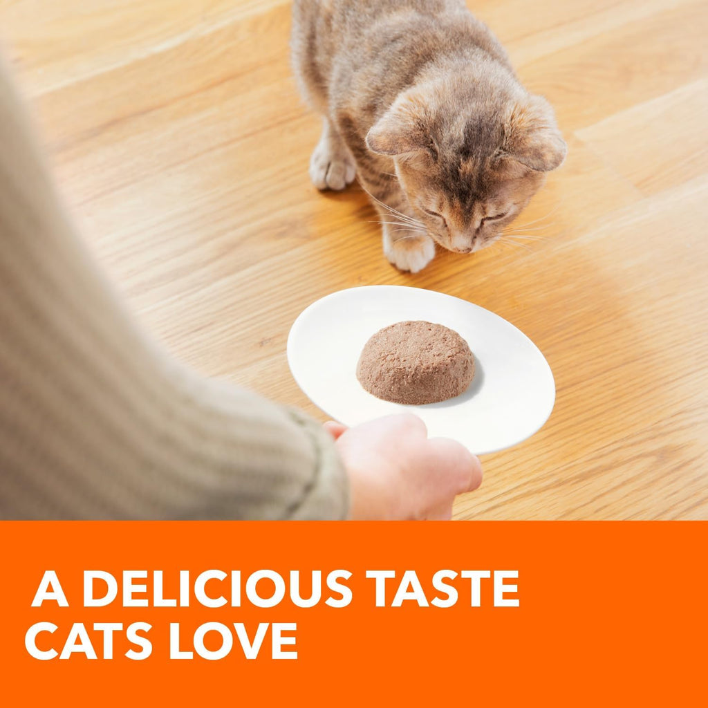 Close up view of smooth chicken pate texture for young kittens