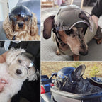 Small dog wearing protective Namsan motorcycle helmet side profile