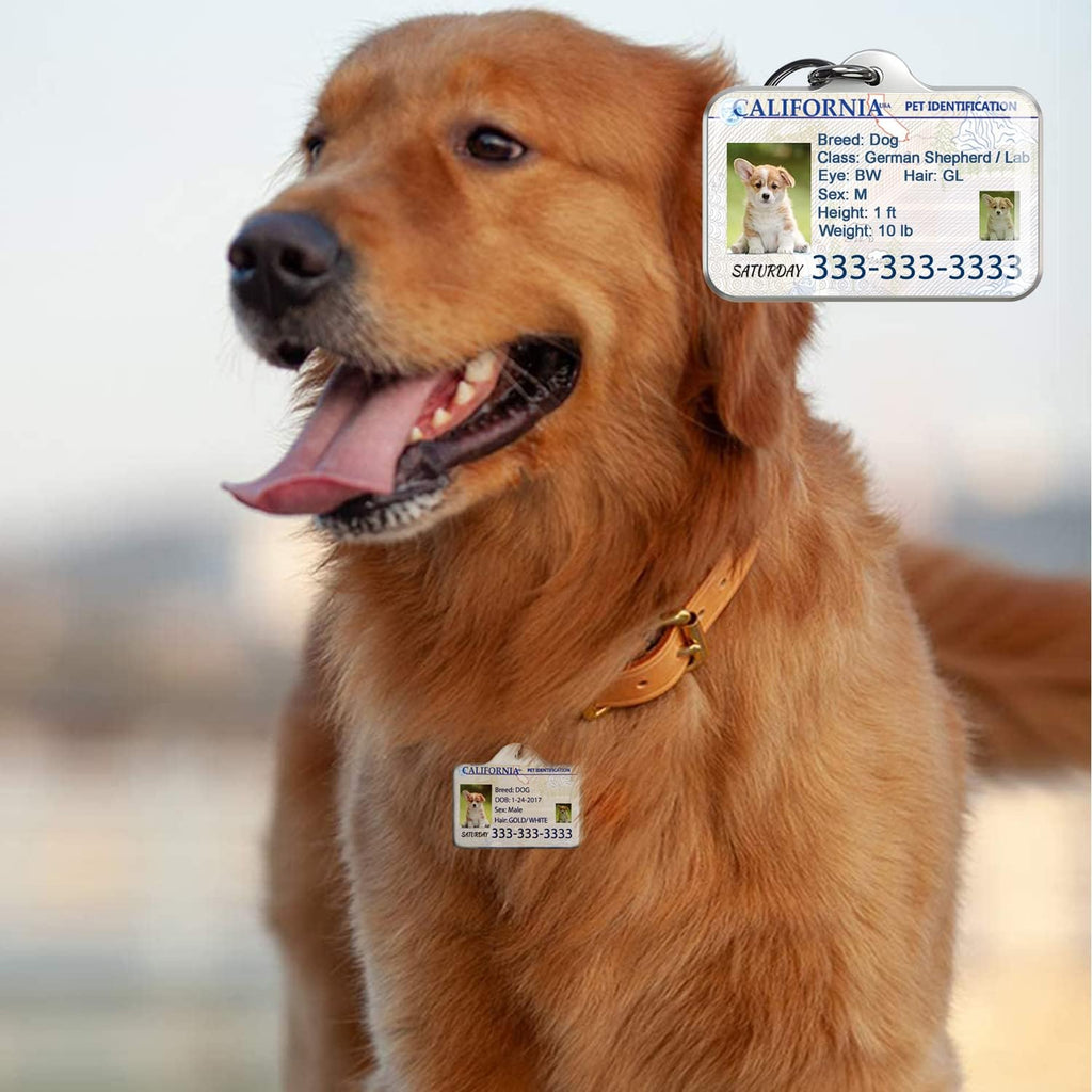 Back view of puplook custom pet tag featuring clear owner phone number details.