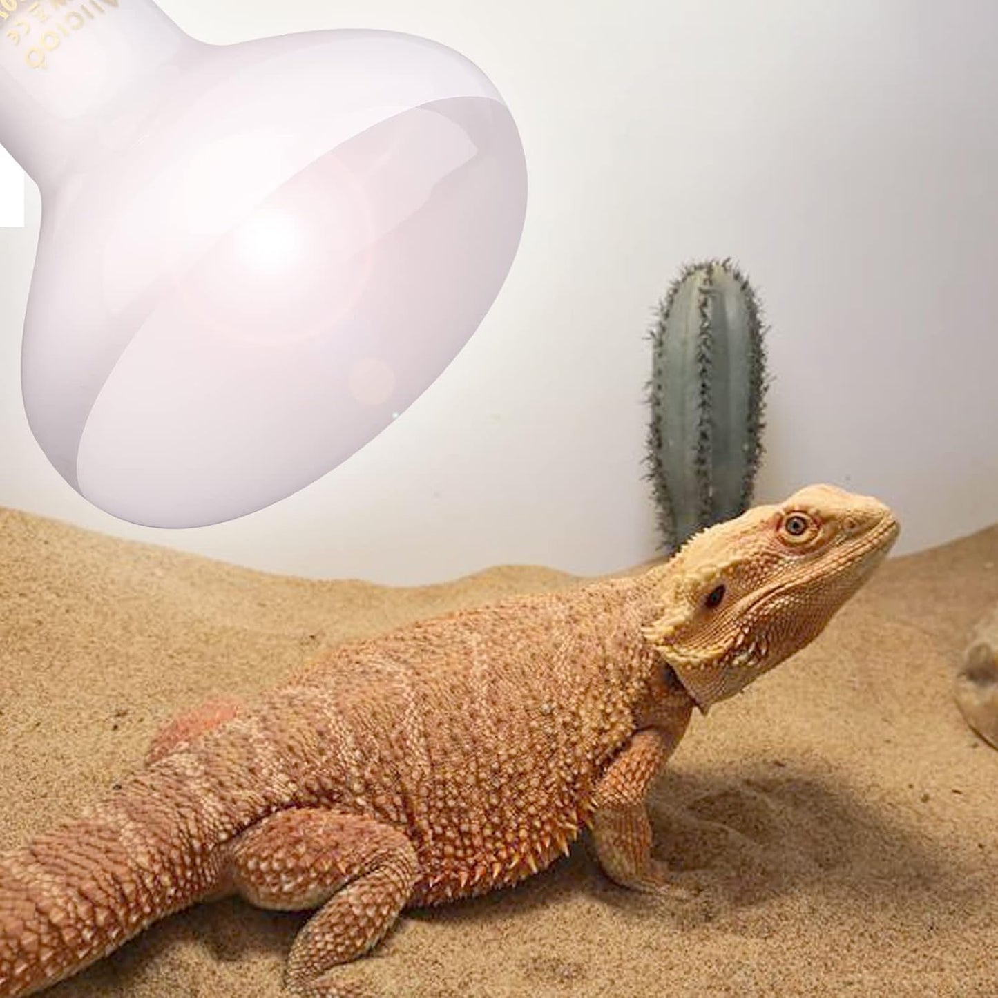 Aiicioo 100 watt glass reflector heat lamp for bearded dragons