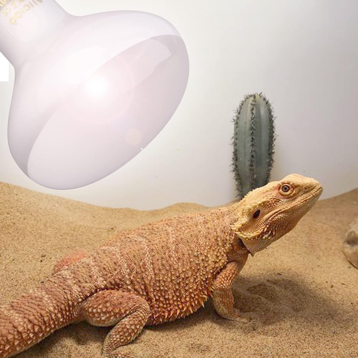 Aiicioo terrarium heat lamp illuminated in setup