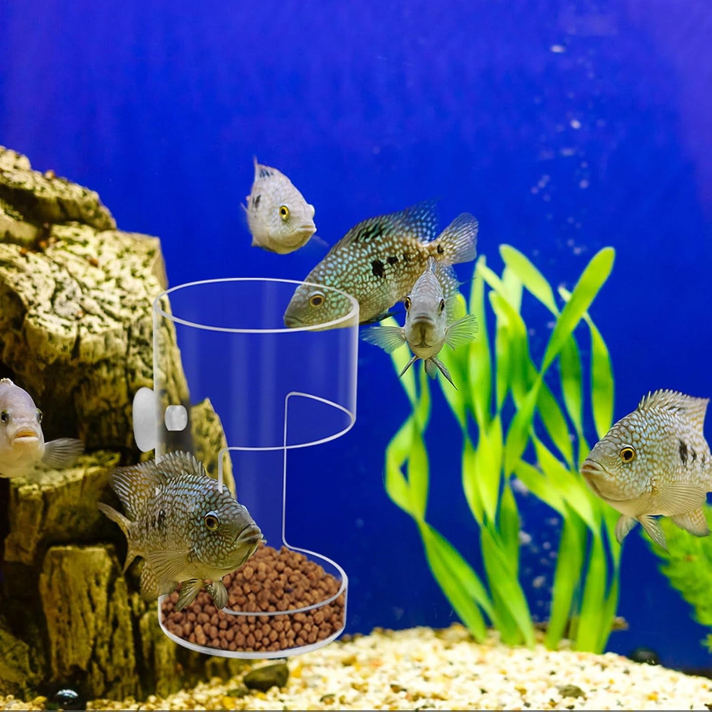 Aquarium tank divider supplies and round aquarium feeding ring kit