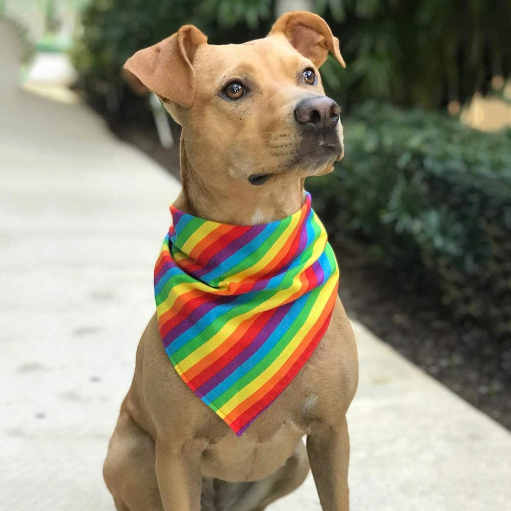 Tinsow Cotton Handkerchief worn as a colorful necktie for pride event outfits.