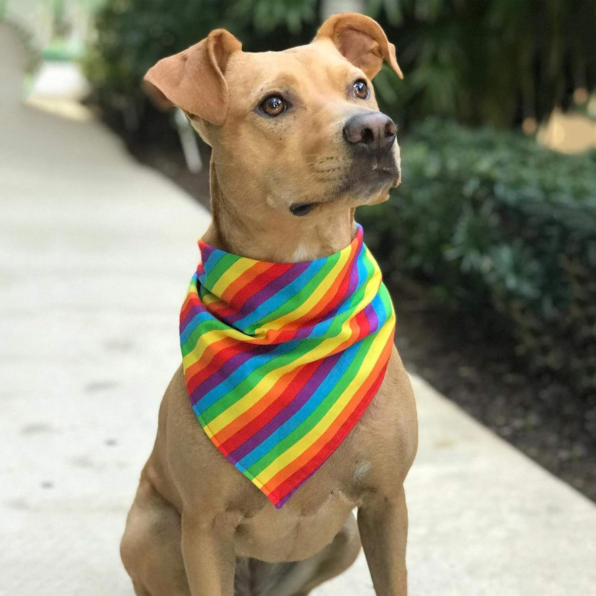 Tinsow Cotton Handkerchief worn as a colorful necktie for pride event outfits.