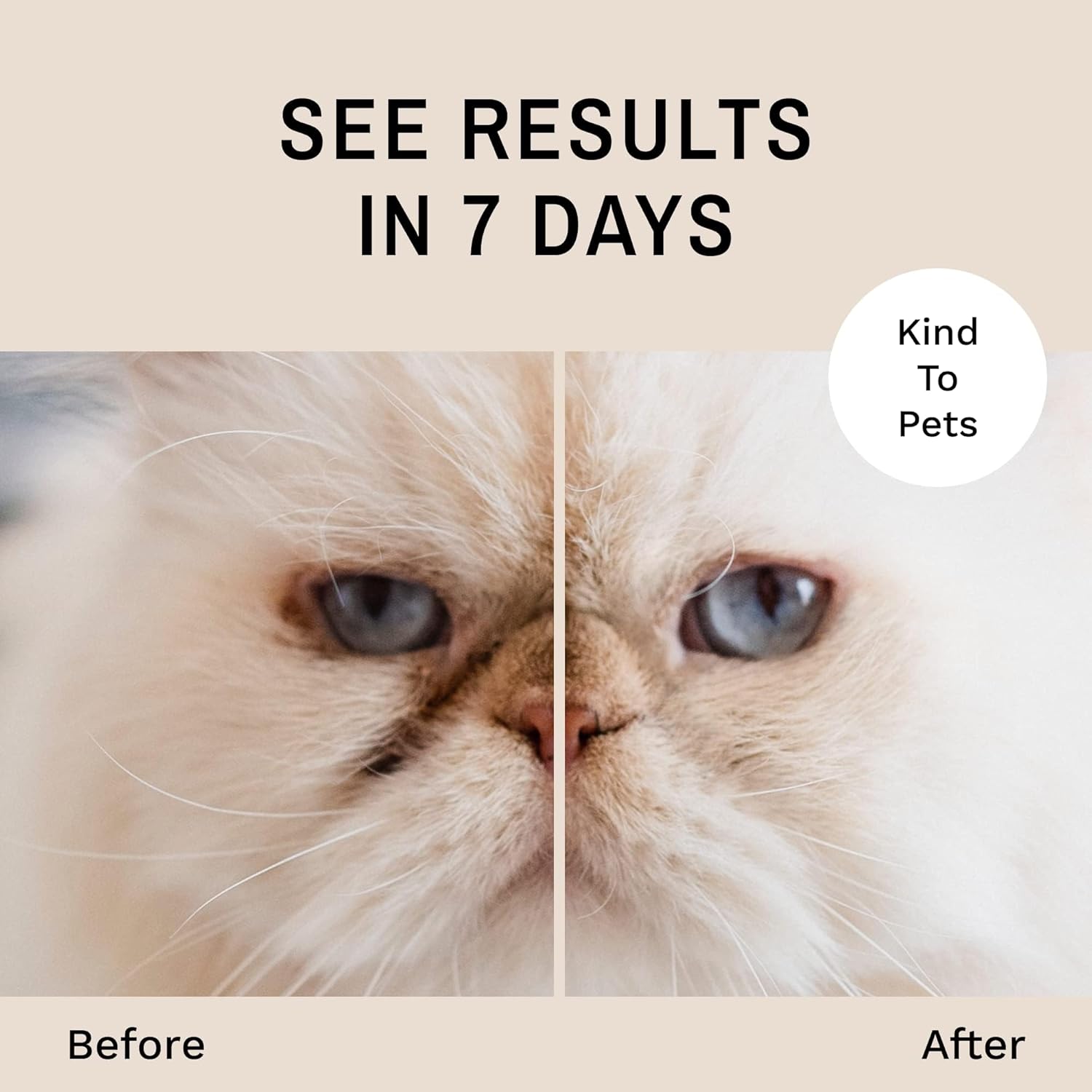 Safe dog and cat eye cleanser powder to absorb under eye wetness