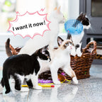 Jecery colorful action spring balls group shot imported pet products.