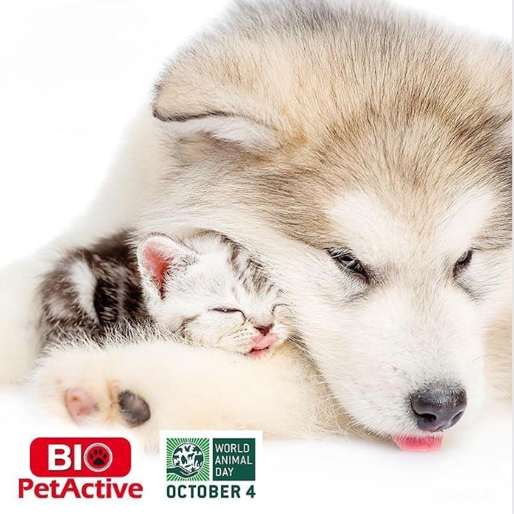 Bio PetActive authentic USA formula protective packaging top angle.
