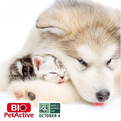 Bio PetActive authentic USA formula protective packaging top angle.