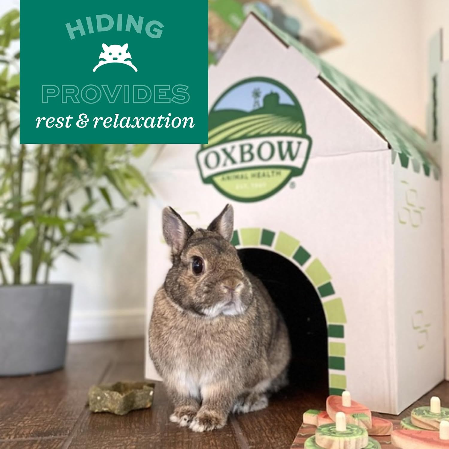 Chinchilla exploring and foraging on an Oxbow natural fiber mat