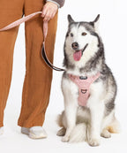 Fei and Eve dog harness three point leash attachment points