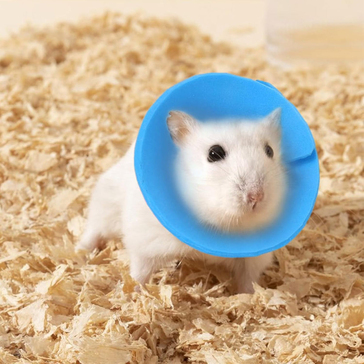 Product dimensions and sizing guide visual for the extra small sugar glider and ferret recovery Elizabethan collar.