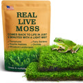 LuckyRunes Live Moss Duo Pack in box front view for terrarium decor