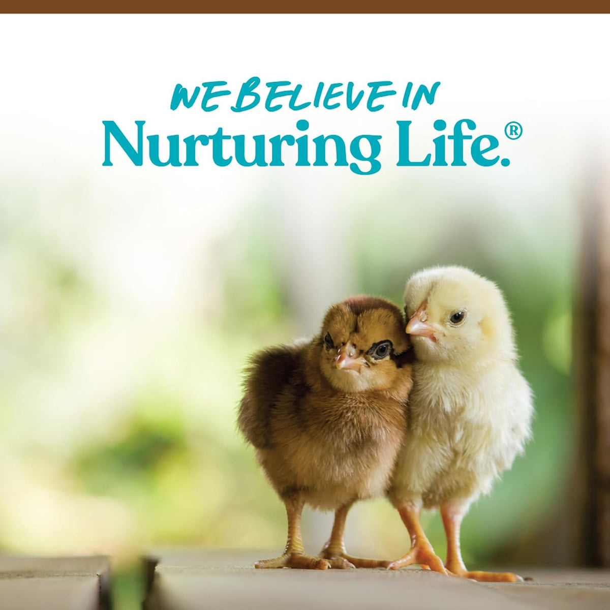 Instructions on feeding chicks Manna Pro starter crumbles
