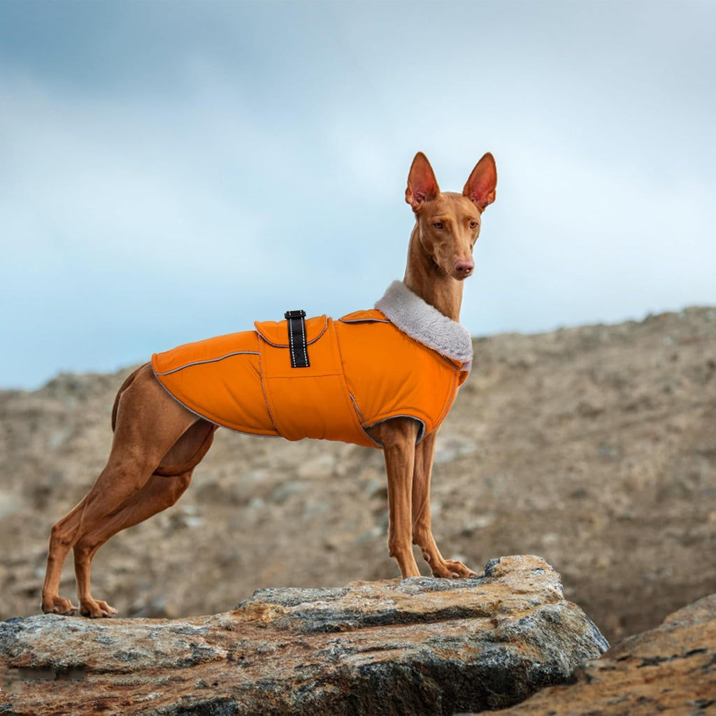 Lelepet XXL dog coat worn by large breed dog