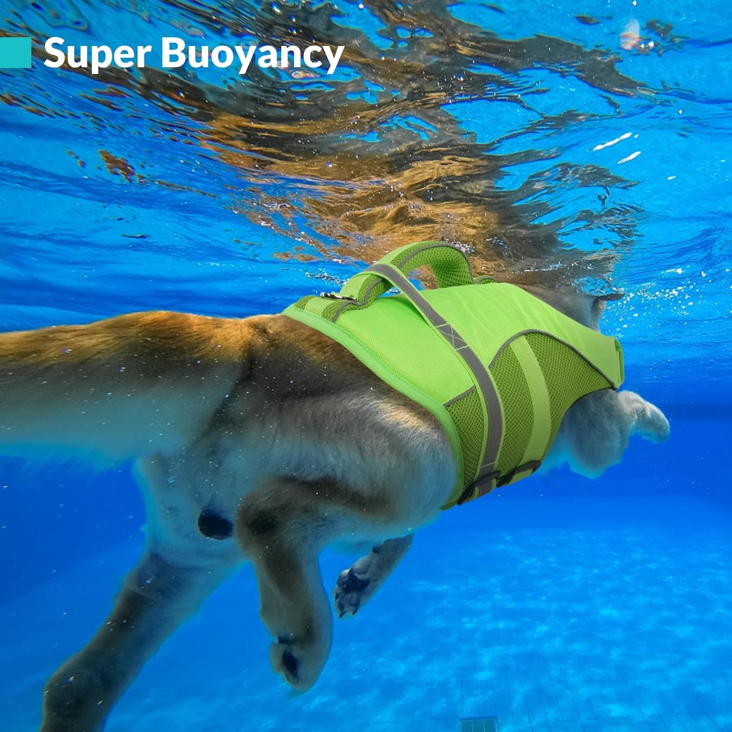 Queenmore large dog life jacket highlighting high-density pearl cotton foam