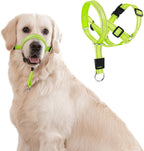 Domiglow no pull dog headcollar green large front view on dog