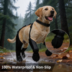 Small dog wearing black Zermatigo suspender boots