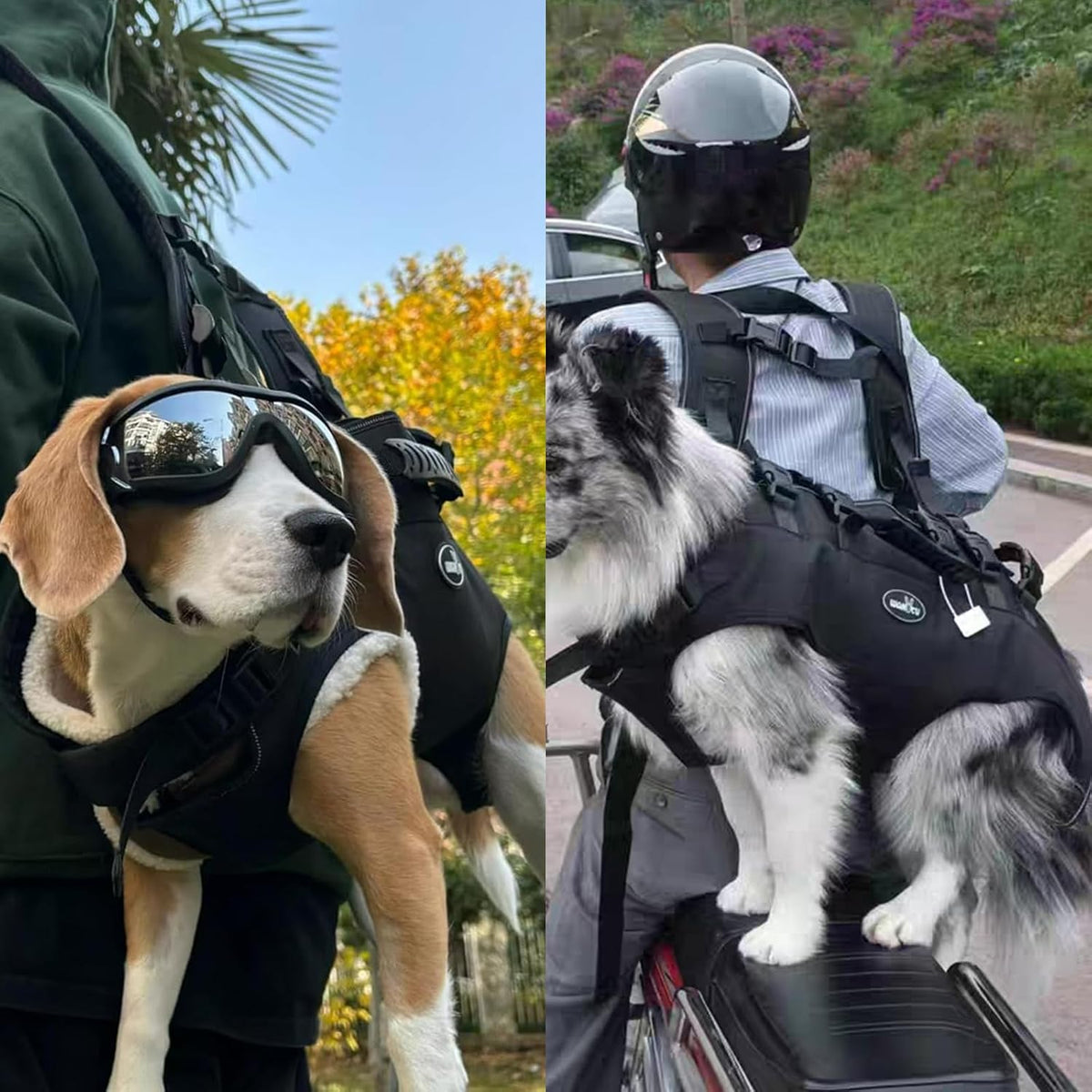 Multi purpose pet emergency carrier being adjusted for hiking and staircase assistance.