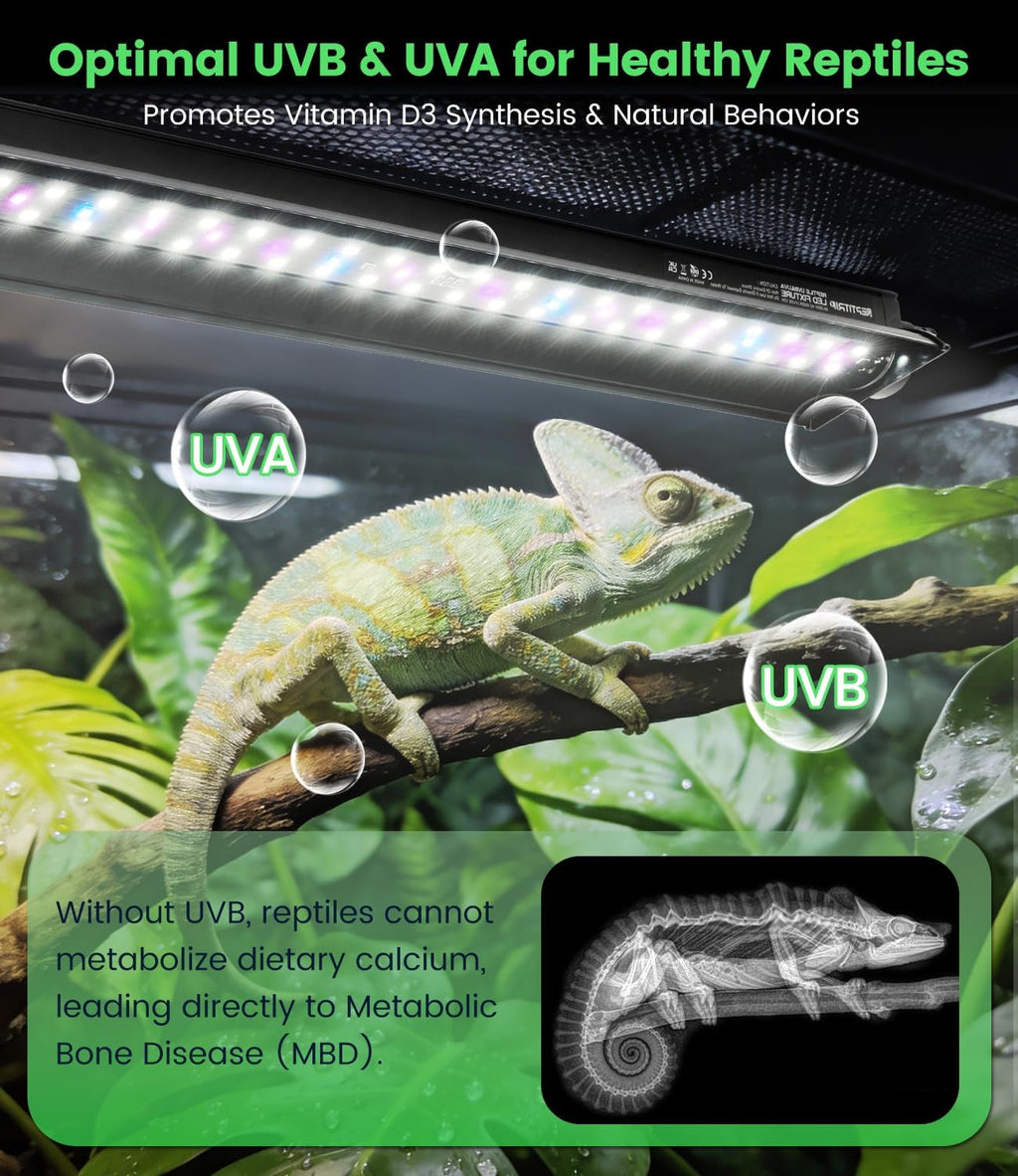 Desert spectrum ten point zero UVB lamp illuminating an exotic reptile habitat setup.