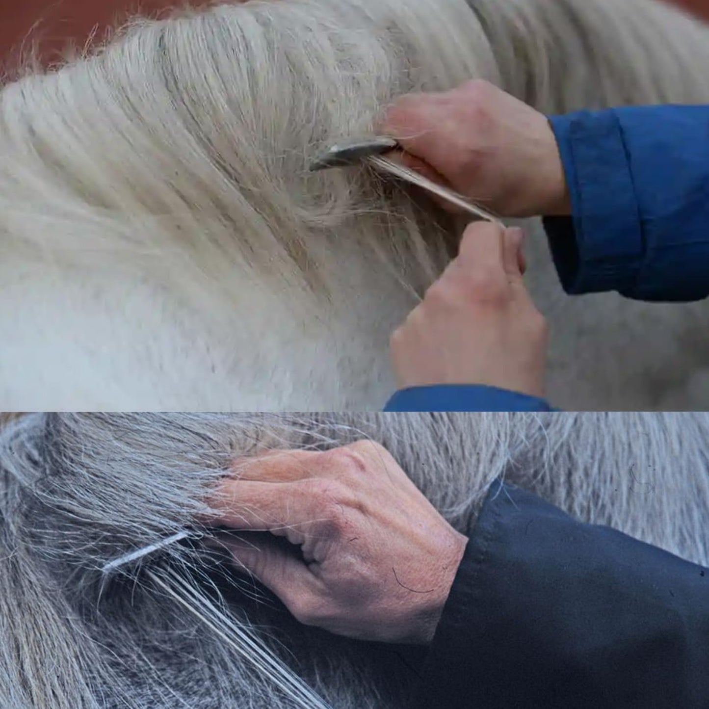 Professional veterinary equine grooming tool in use
