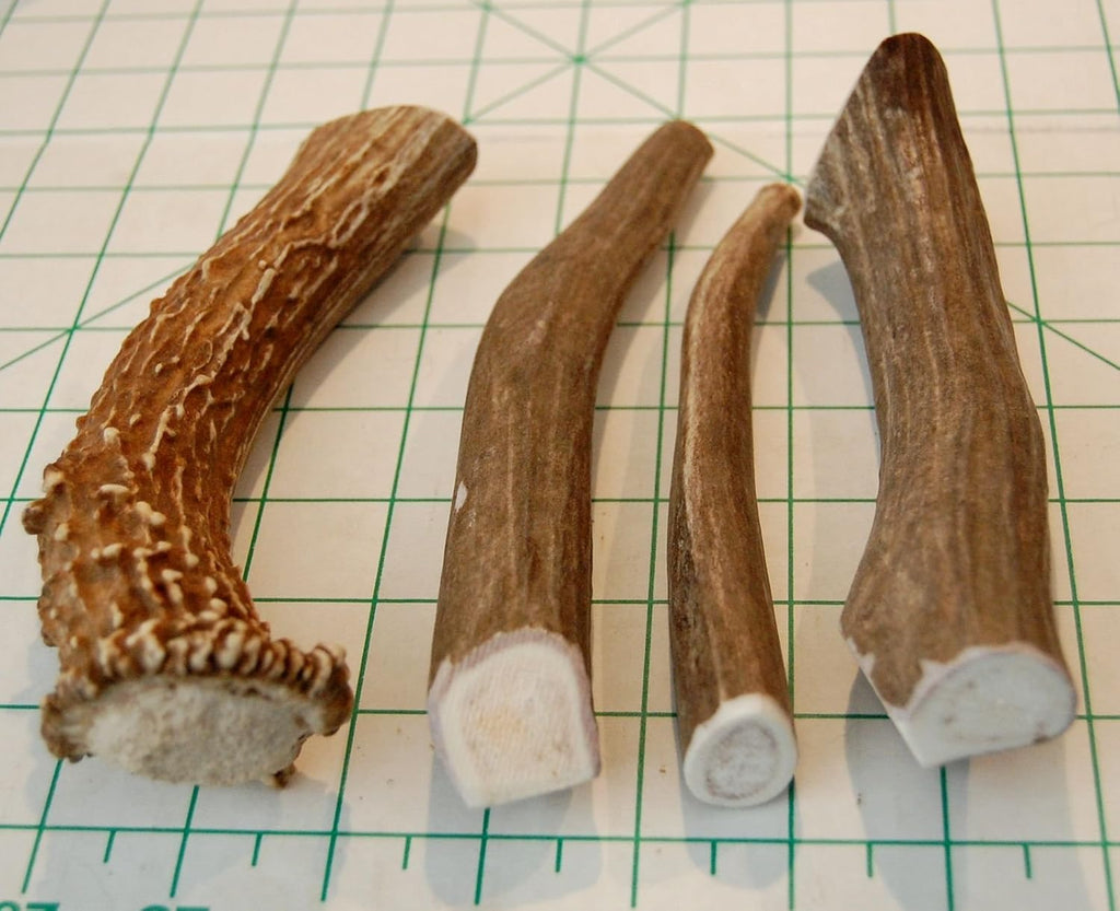 Shed deer antler pieces six inches or longer long lasting dental treats for large dogs