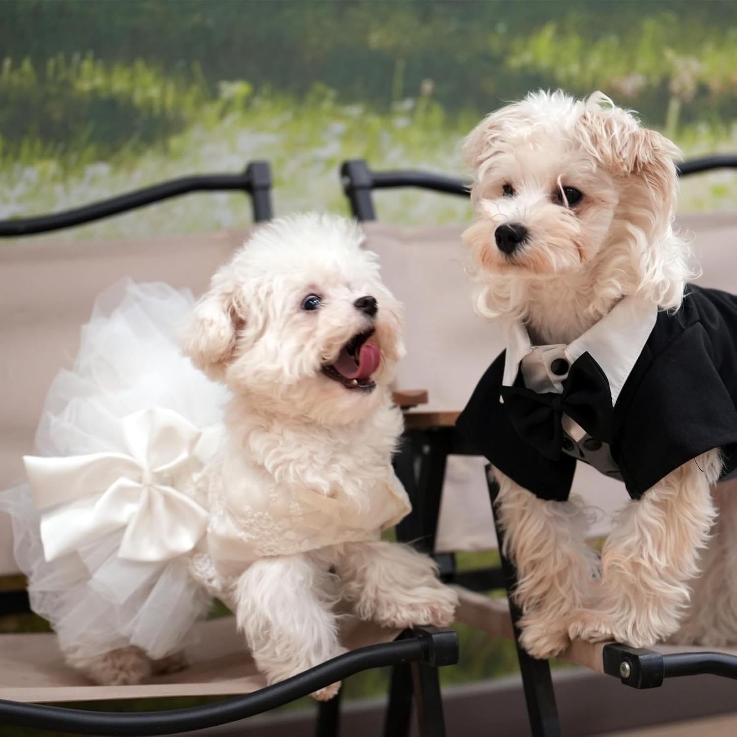 Large female dog wearing MAMORE white lace wedding gown side profile view