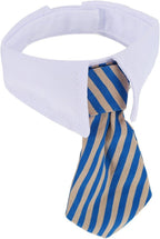 Cat dressed in formal Shappy necktie for photography