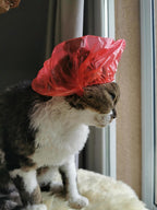 20-pack of disposable shower caps for cats