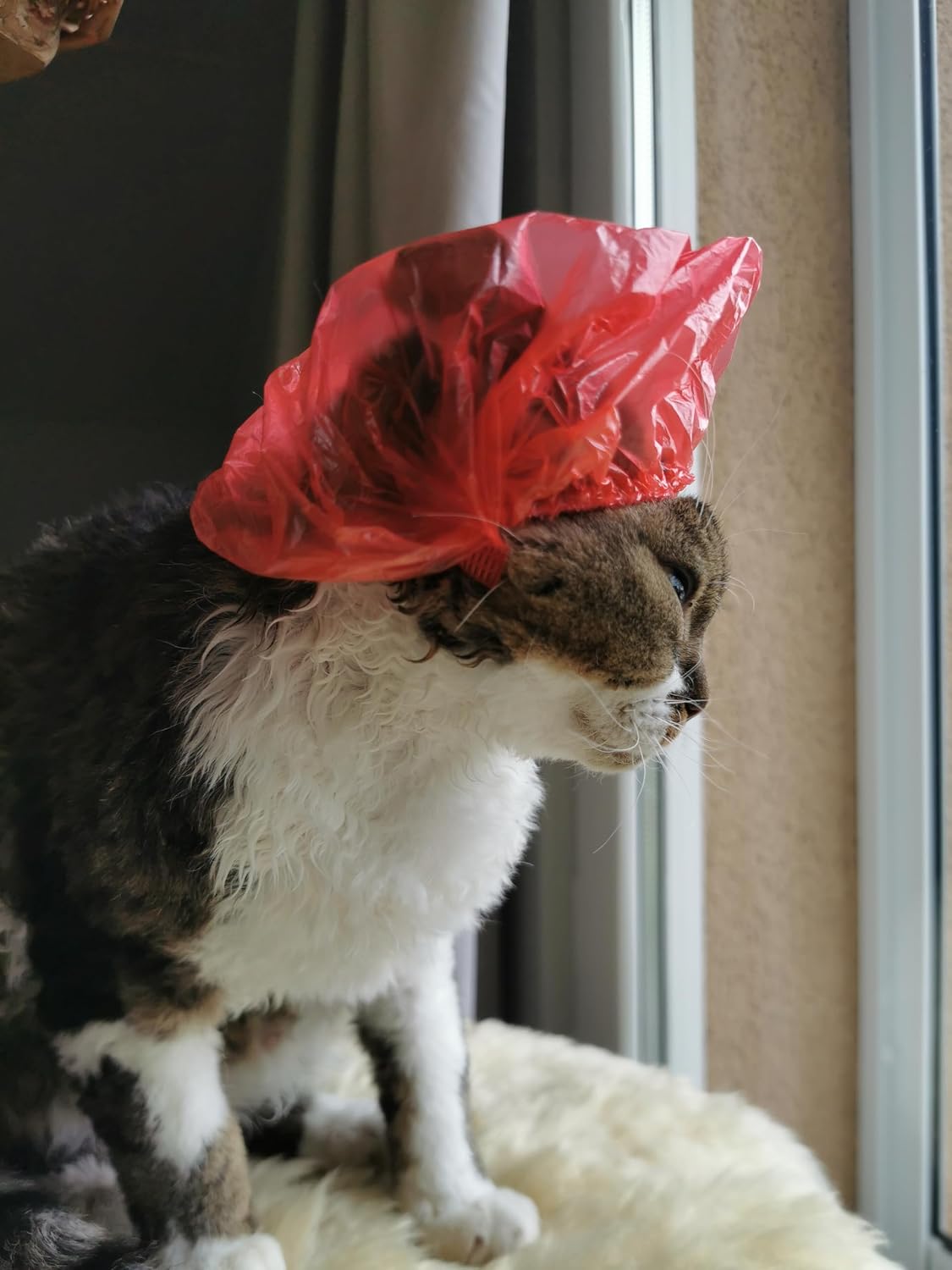 20-pack of disposable shower caps for cats