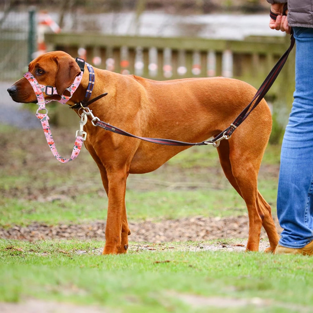 Ezierfy Mimosa pattern dog training lead and head collar set