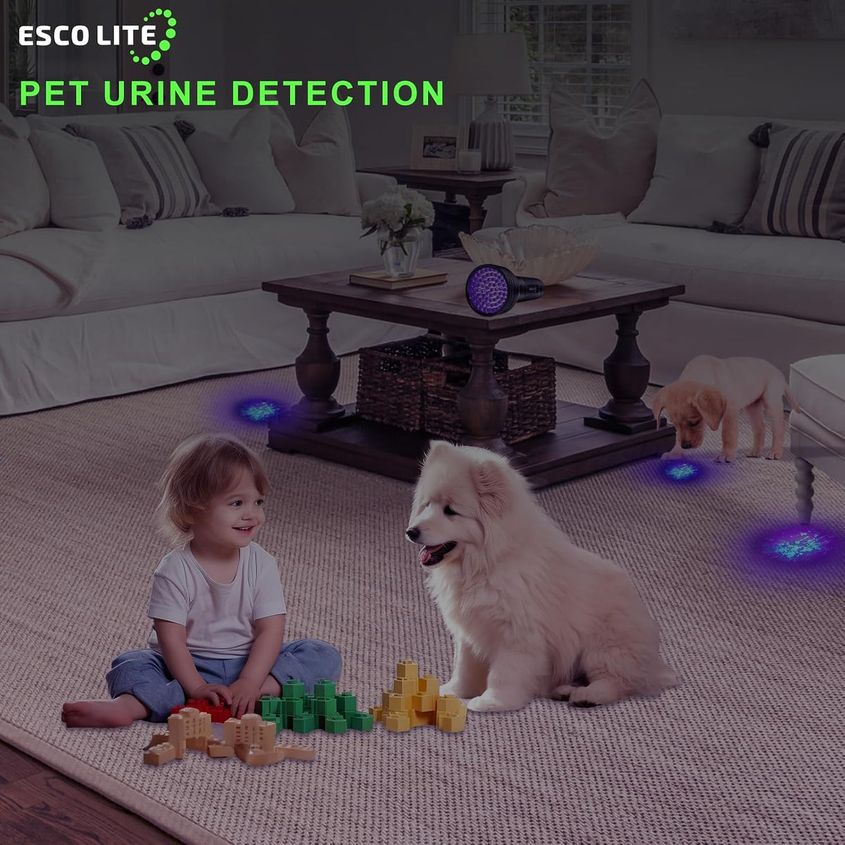 Escolite black light UV flashlight illuminated beam on carpet stains.