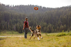 Dog picking up large Ruffwear flying disc from grass