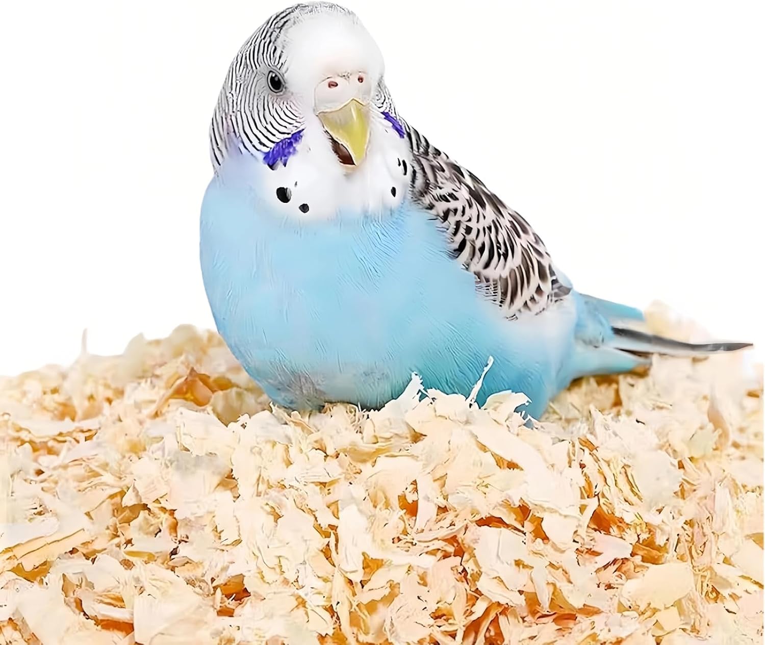Premium imported wood shavings for healthy bird habitat