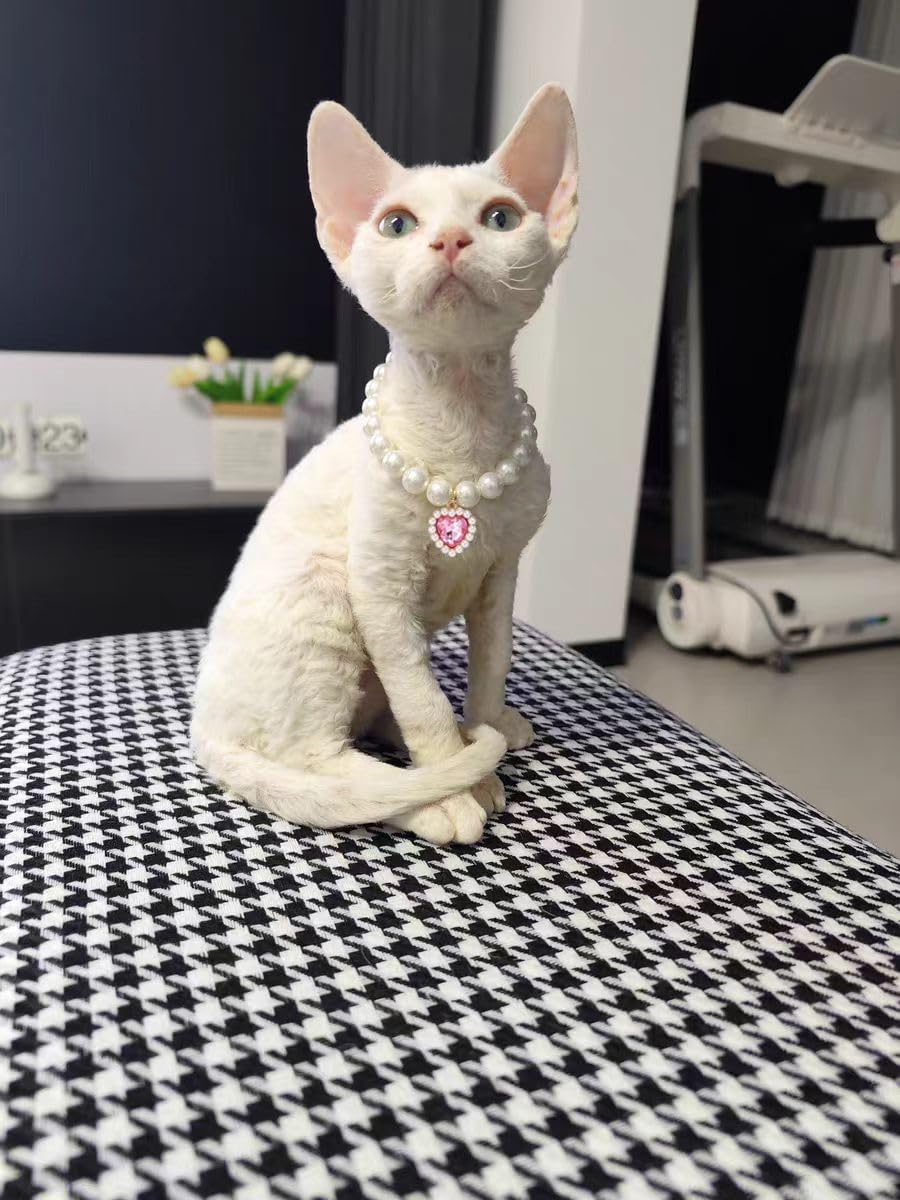 Adjustable jewelry clasp on Daovace pearl cat collar