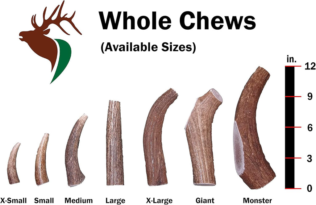Thick premium quality single pack whole antler showing dense core marrow.