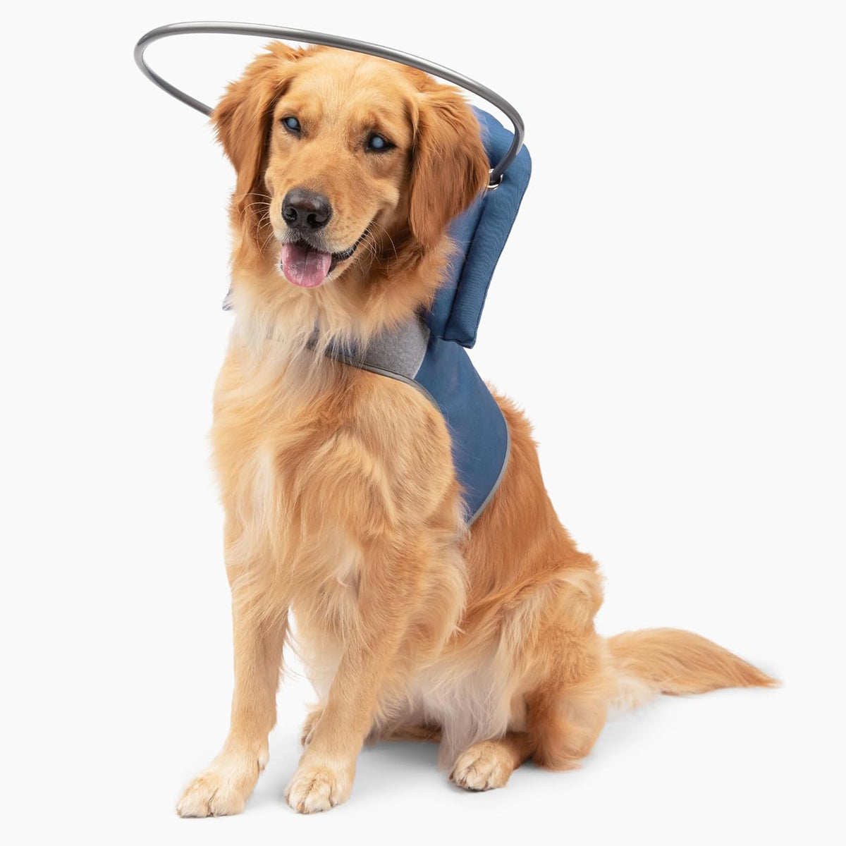 Muffin's Halo blind dog harness front view blue